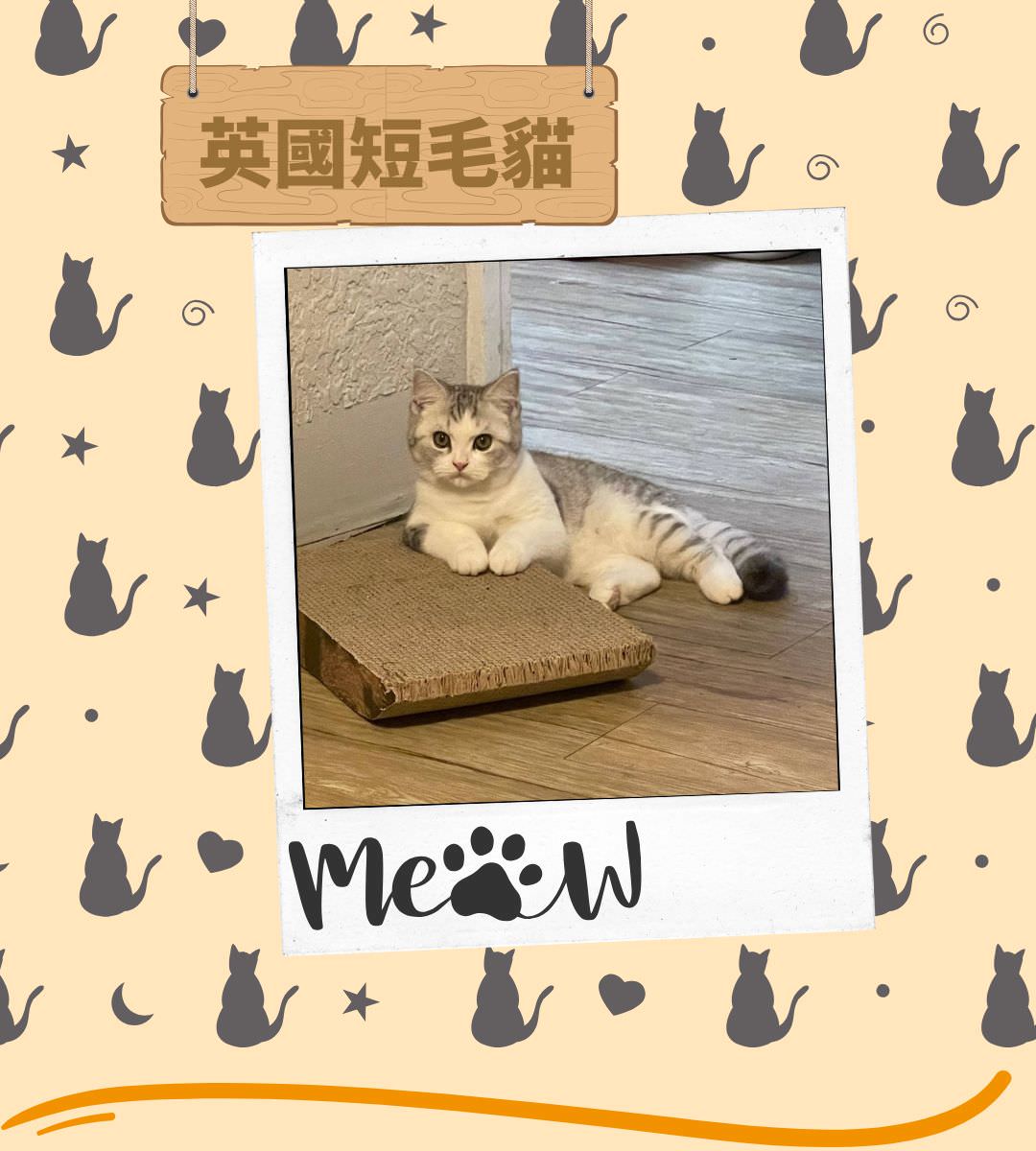 台北貓舍